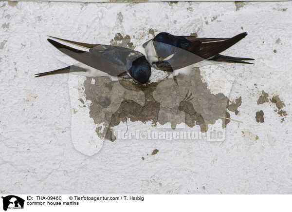 common house martins / THA-09460