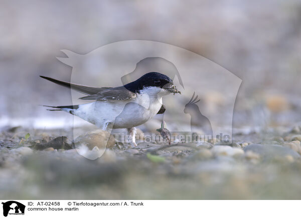 common house martin / AT-02458