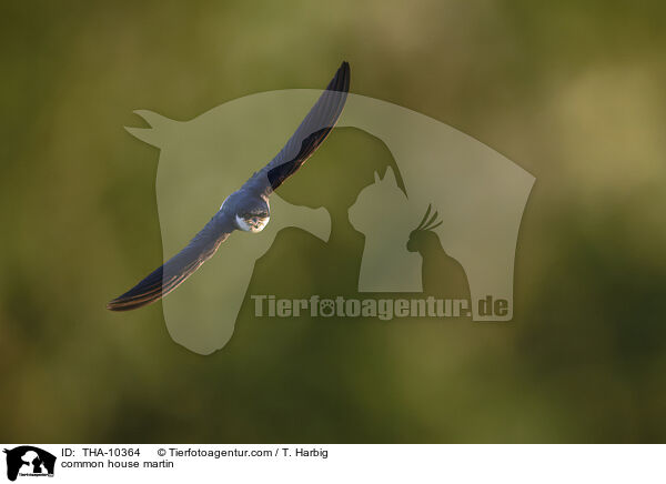 common house martin / THA-10364