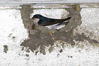 common house martin