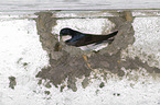 common house martin