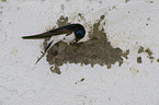 common house martin