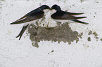 common house martins