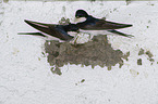 common house martins