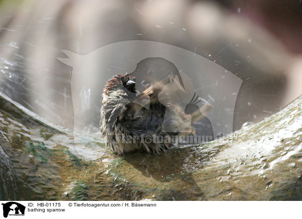 bathing sparrow / HB-01175