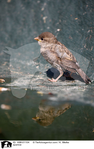 Spatz / sparrow / KMI-01104