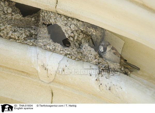 Haussperling / English sparrow / THA-01604