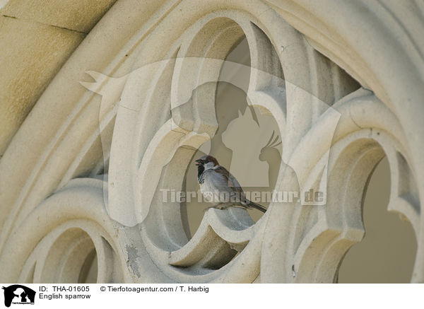 English sparrow / THA-01605