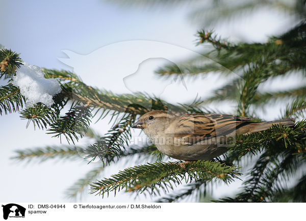 Haussperling / sparrow / DMS-04944