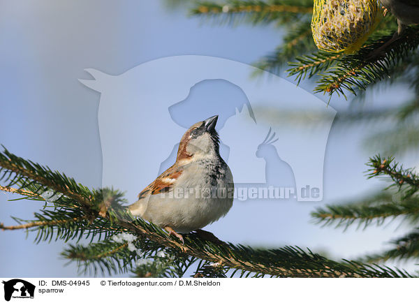sparrow / DMS-04945