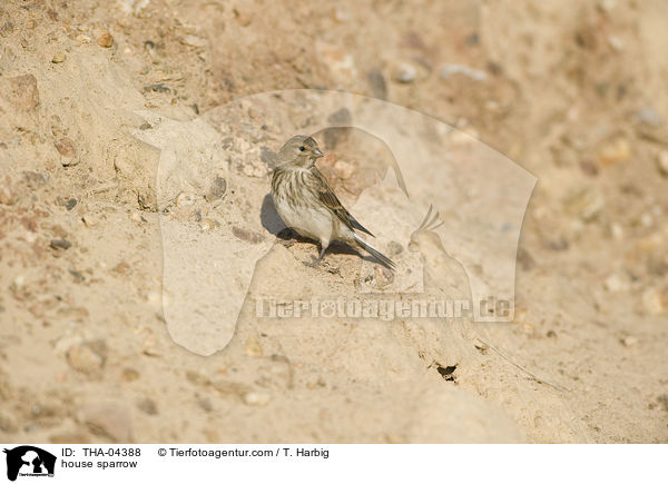 Haussperling / house sparrow / THA-04388