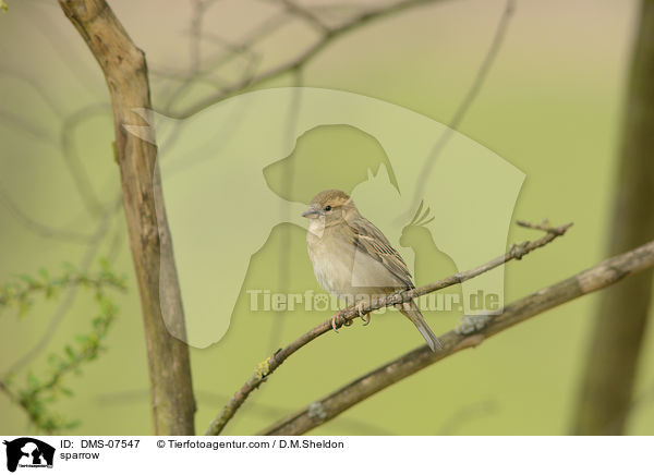 Haussperling / sparrow / DMS-07547