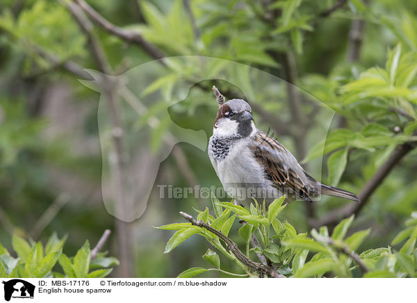Haussperling / English house sparrow / MBS-17176