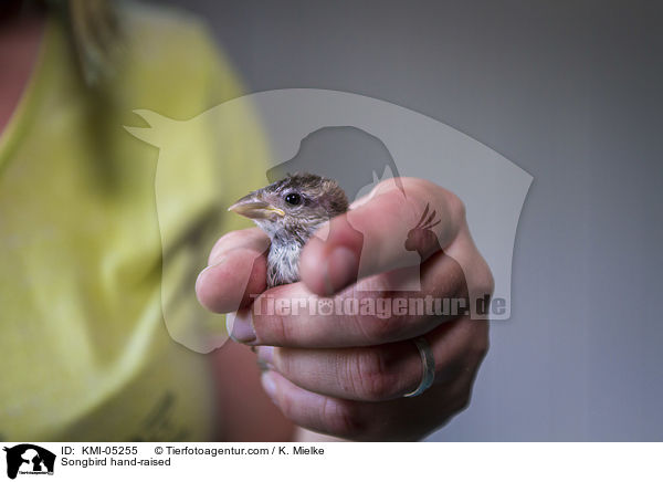 Singvogel bei der Handaufzucht / Songbird hand-raised / KMI-05255
