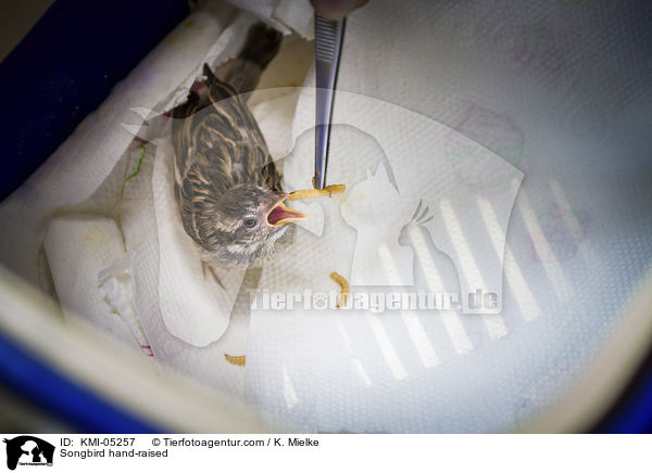 Singvogel bei der Handaufzucht / Songbird hand-raised / KMI-05257