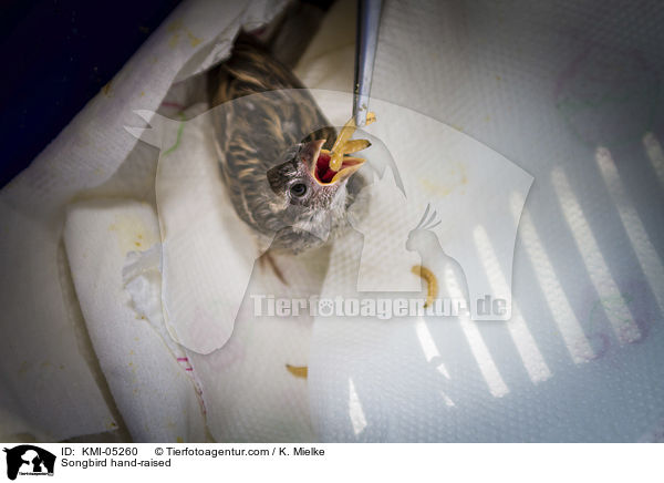 Singvogel bei der Handaufzucht / Songbird hand-raised / KMI-05260