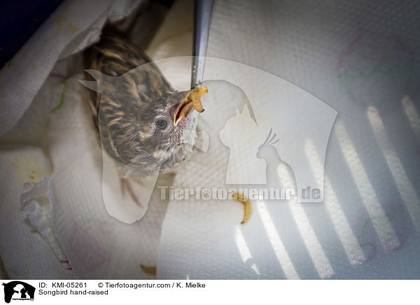 Singvogel bei der Handaufzucht / Songbird hand-raised / KMI-05261