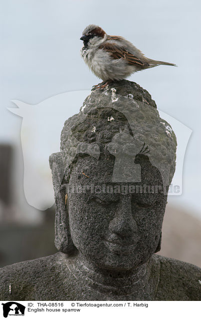 Haussperling / English house sparrow / THA-08516