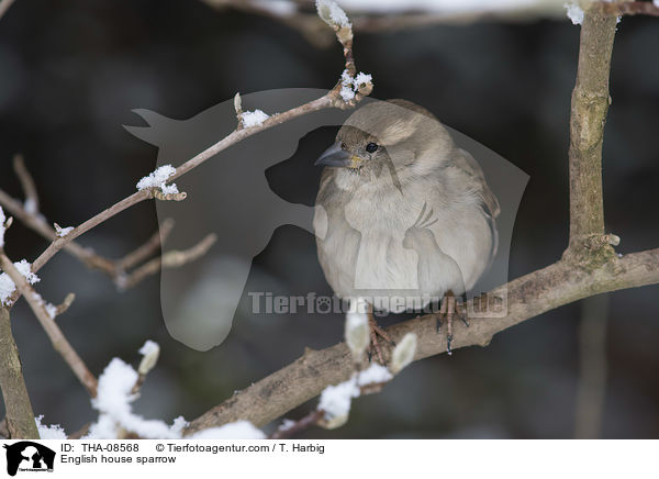 Haussperling / English house sparrow / THA-08568