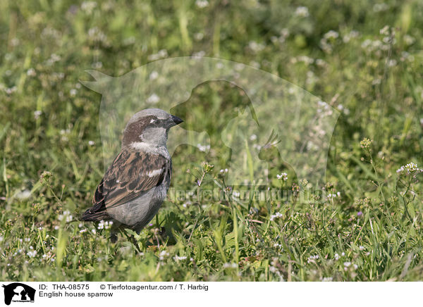 Haussperling / English house sparrow / THA-08575