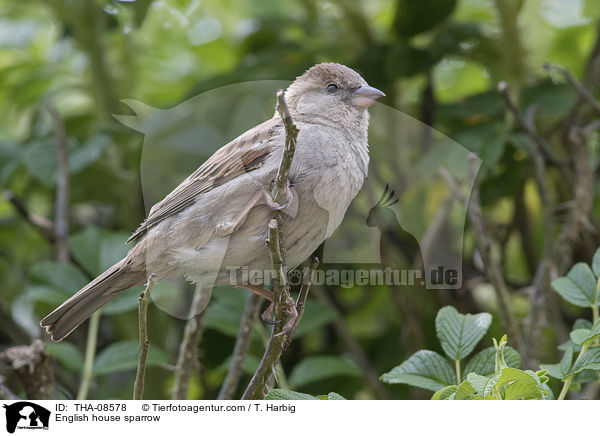 Haussperling / English house sparrow / THA-08578