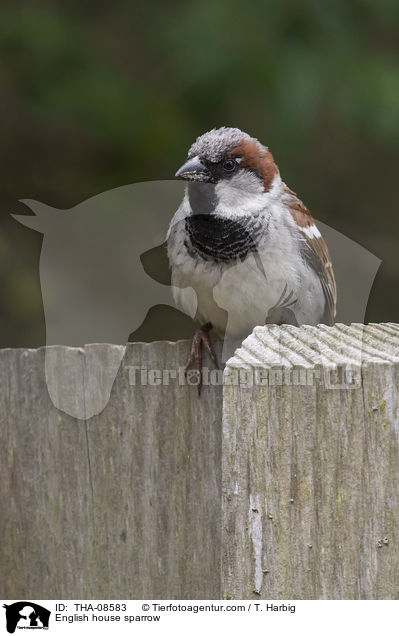 Haussperling / English house sparrow / THA-08583
