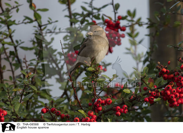 Haussperling / English house sparrow / THA-08588