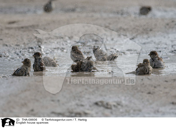 Haussperlinge / English house sparrows / THA-08606