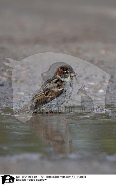 Haussperling / English house sparrow / THA-08610