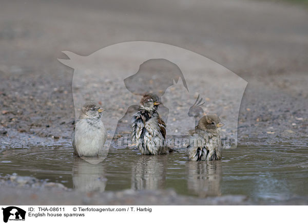 English house sparrows / THA-08611