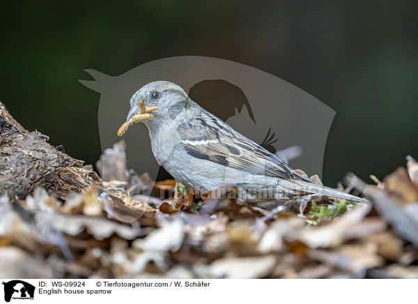 Haussperling / English house sparrow / WS-09924