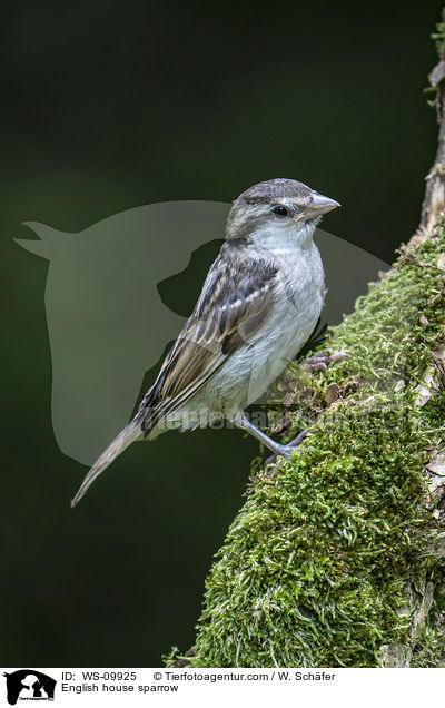 Haussperling / English house sparrow / WS-09925