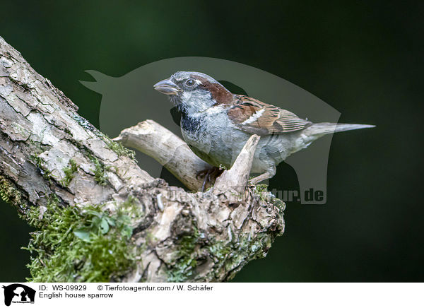 Haussperling / English house sparrow / WS-09929