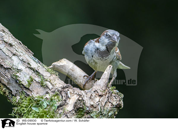 Haussperling / English house sparrow / WS-09930