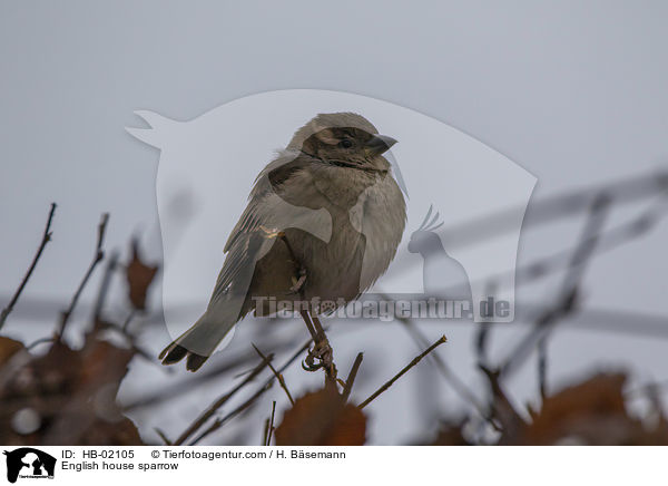 Haussperling / English house sparrow / HB-02105