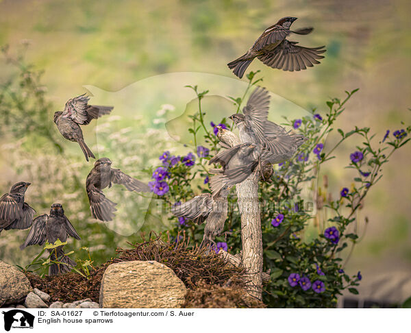 English house sparrows / SA-01627
