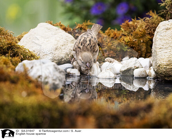 Haussperling / English house sparrow / SA-01647