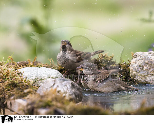 Haussperlinge / house sparrows / SA-01657