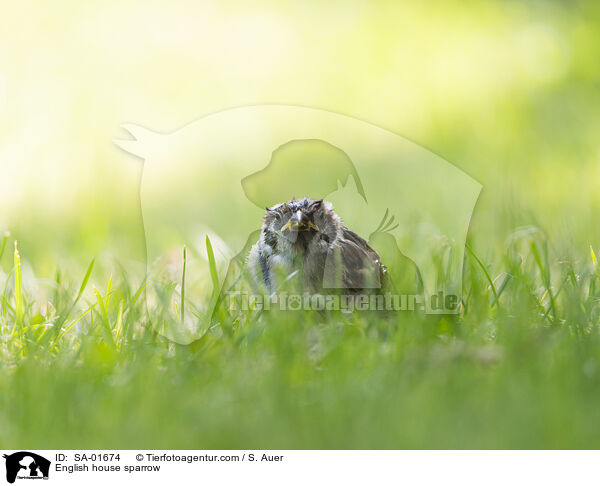Haussperling / English house sparrow / SA-01674