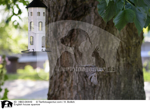 Haussperling / English house sparrow / HBO-06449
