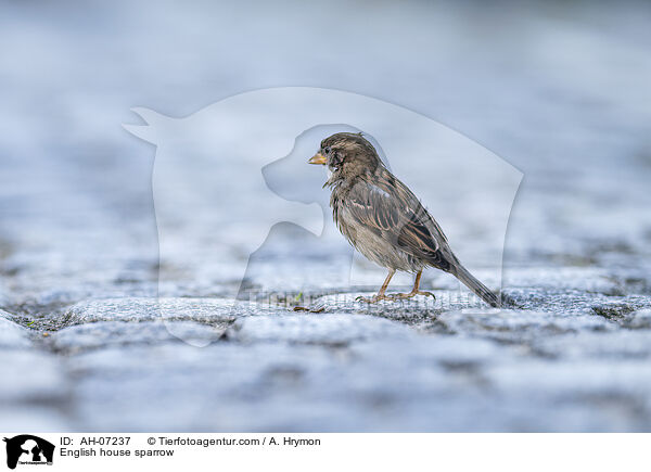 English house sparrow / AH-07237