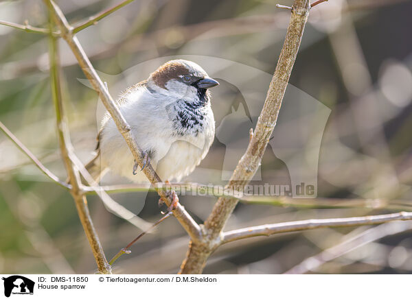 Spatz / House sparrow / DMS-11850