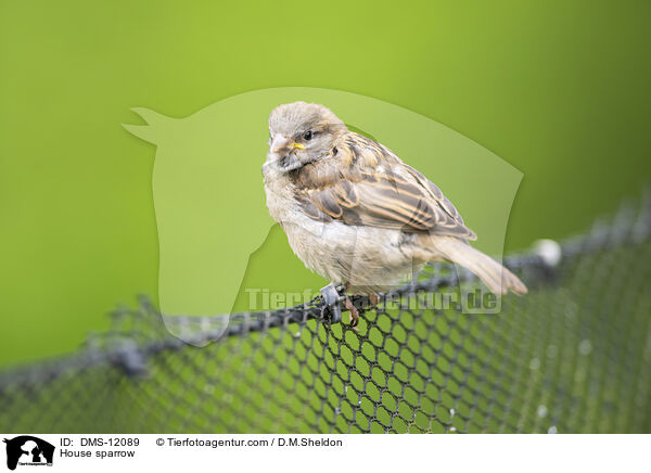 Haussperling / House sparrow / DMS-12089