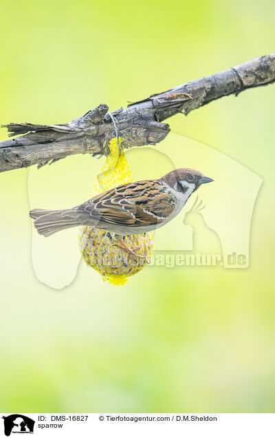 Spatz / sparrow / DMS-16827