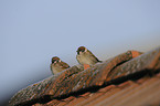 Tree Sparrow