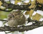 English house sparrow