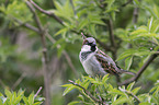 English house sparrow