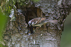 young sparrows