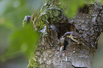young sparrows