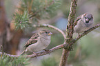 sparrow